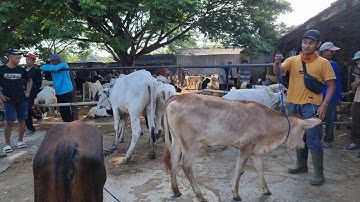 UPDATE HARGA SAPI BAKALAN TERBARU! Pasar Pon Ngulakan Pati | SABTU 18 OKTOBER 2025