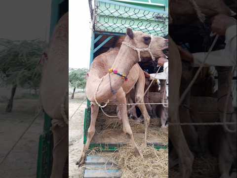 حدث أمر سيء للجمل الم ضطهد كان الرجل ي حاول إنزاله من السيارة فسقط