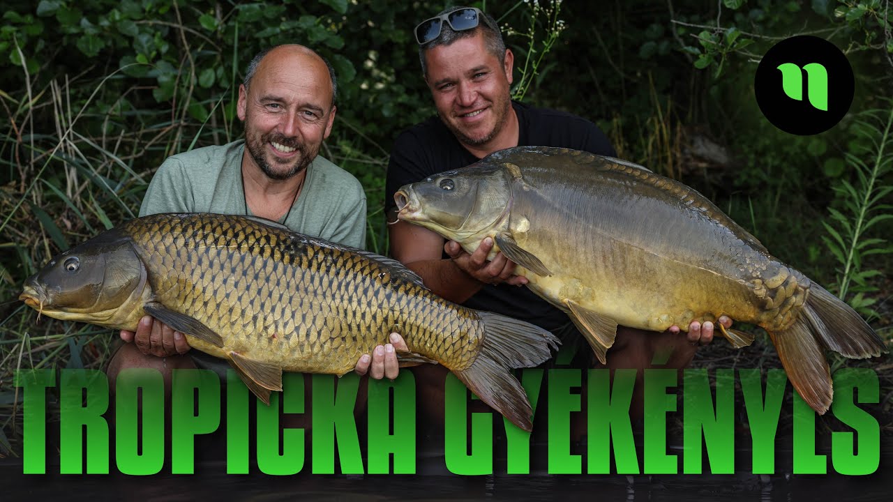 Tropická Gyékényes | Pořádná nálož kaprařiny | Nezapomenutelné souboje | Karel Nikl