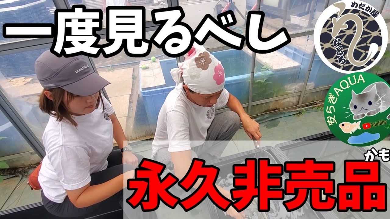 最高クラスのブルー‼️三色サファイア.白斑サファイア.六鱗.茶金【うなとろふぁ～む】お姉さん初登場❗安らぎAQUAちゃんねる