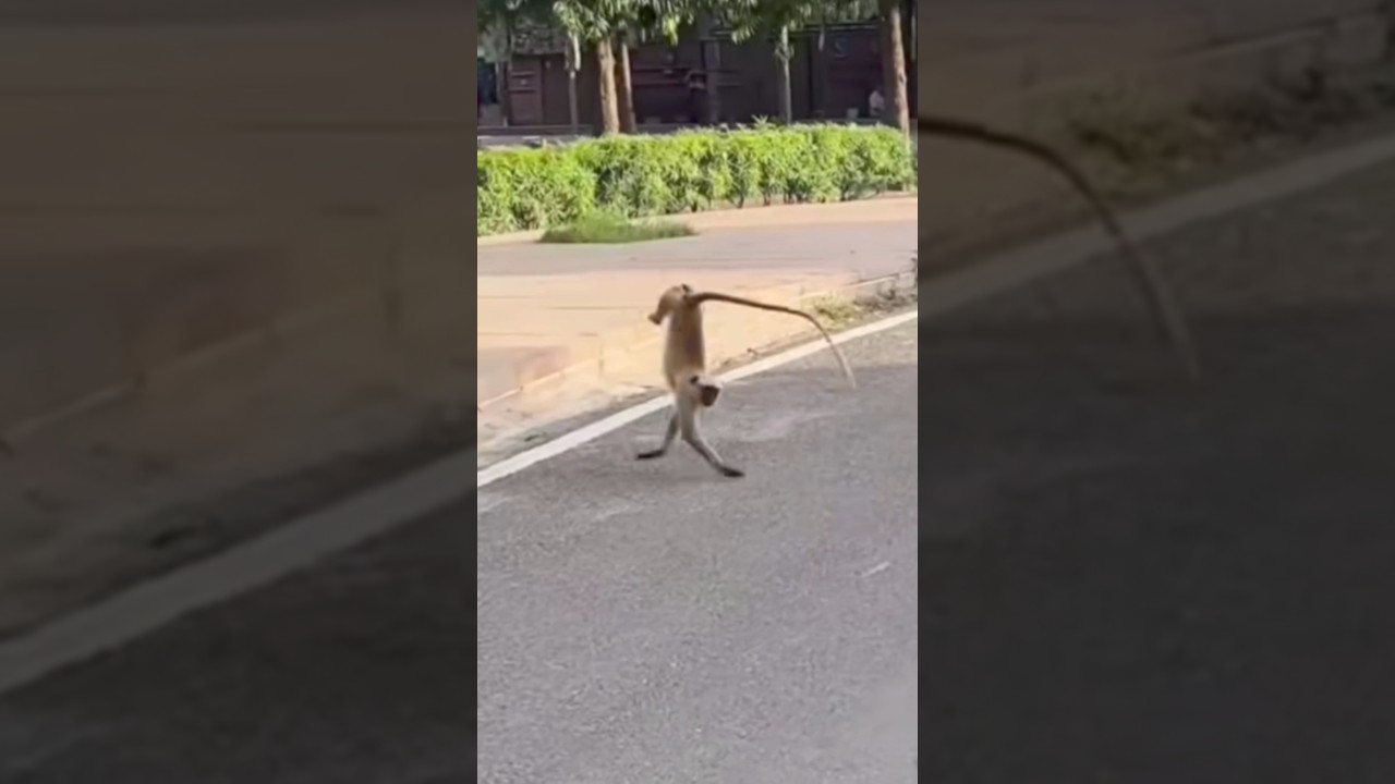 ЛАНГУР БЕЖИТ ВЕРТИКАЛЬНО ПО МОЩНОЙ ПОВЕРХНОСТИ...! // 