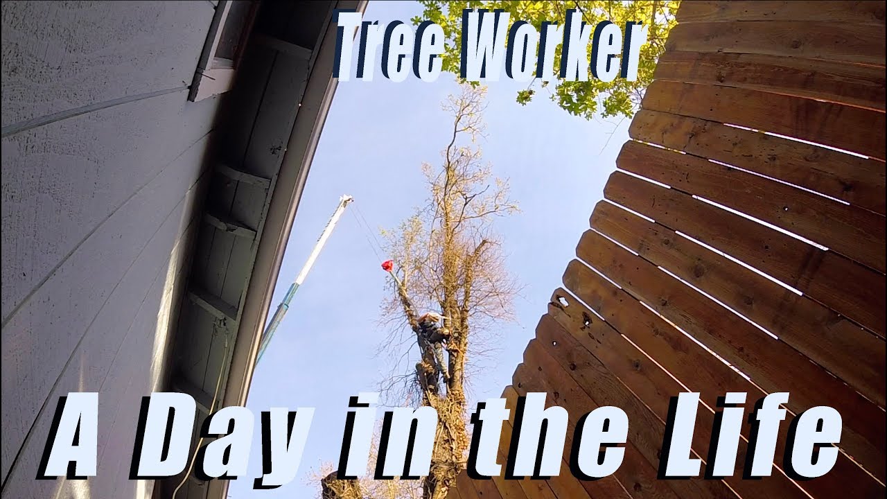 A Day in the Life of Tree Workers - YouTube