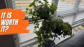 The Perfect Plant Shelf for Small Spaces! Bamworld 2‑Tier Plant Stand Review #ad