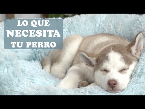 Video: Must-Haves para tu nuevo cachorro