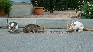 Feeding the Stray Cats by Rodel Dupalco 191 views 2 years ago 10 minutes, 39 seconds
