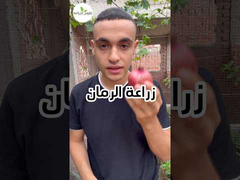زراعة الرمان اكسبلور زراعة Gardening Plant علوم الزراعه Shorts