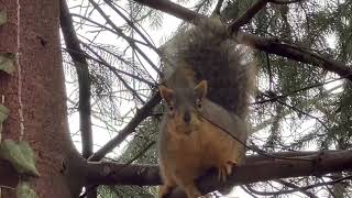 Are you head bobbing at me? Me and the #squirrel screenshot 2