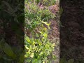 This is my second vlog #music