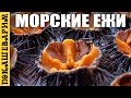 ЛОВИМ И ЕДИМ МОРСКИХ ЕЖЕЙ ★ Рецепт от Покашеварим (Выпуск 304)