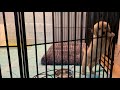 【クンクン鳴き】都内一人暮らし、ゴールデン子犬と初めて過ごす夜