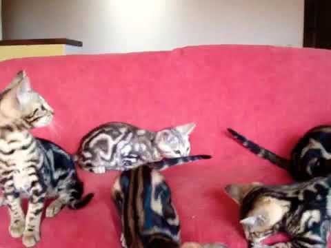 Video: Kucing Bengal: Penerangan Mengenai Baka, Watak Dan Tabiat, Gambar, Cara Memilih Anak Kucing, Ulasan Pemilik Rumah Bengal