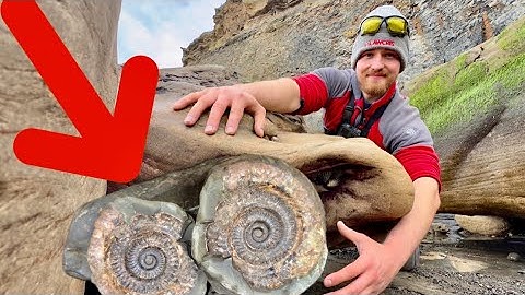The LAST Fossil We Expected To Find HERE!