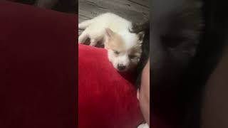 #쪼꼬미 #하츠 #잘때 세상 #귀요미 꼭 붙어서 자겟다고 붙어잇네요 #꼬물이