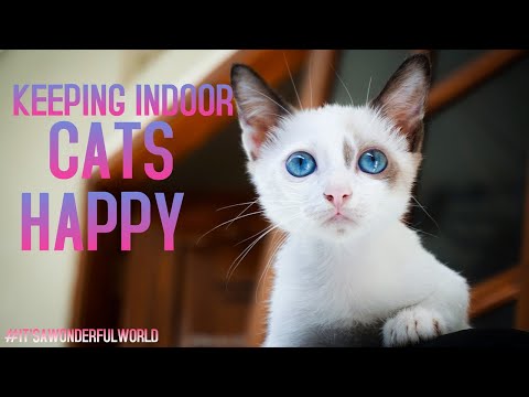 Video: 5 Secrets of Supremely Happy Indoor Cats