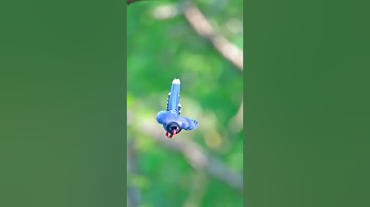 Taiwan Blue Magpie Graceful Flight