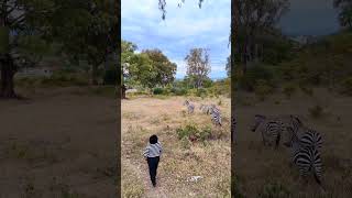 Twinning in the wild #zebra #Naivasha #property