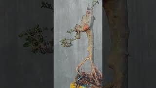 đagl)))ms101...giao lưu ae Cây ngọc kỳ lân để bàn zalo lh.079858.4060.vàng