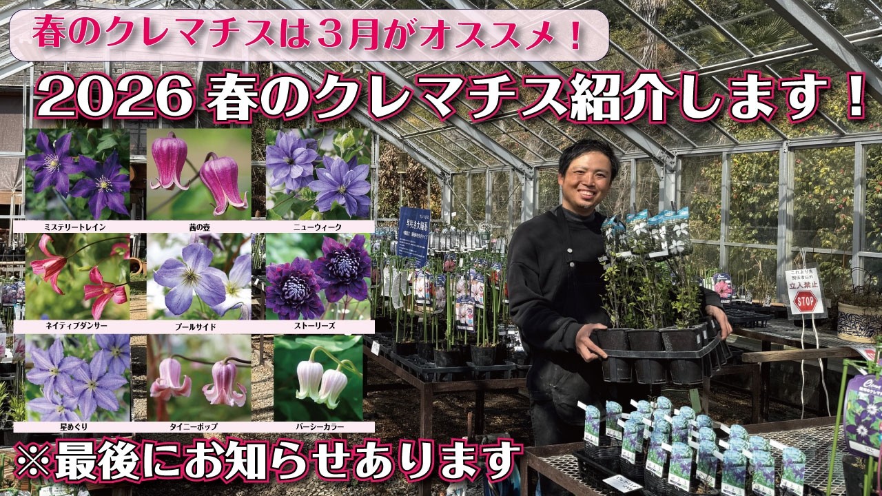 2026年新品種クレマチス　壺型　レア We have varieties that are safe for beginners!] Introducing the