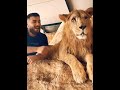اغنيه في بعدك انا دبلان الاغنيه جميله جداجدا والاسد يجنن