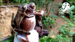 Frog mating | Frog sex | Frog fertilizing eggs | Frogs pairing and egg laying