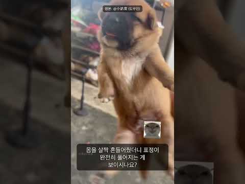 이 강아지, 손 위에 올라가니까 왜 이렇게 얌전해질까요?