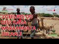 3 Geeljire Oo Luuq Geel Kaga Waraabinaya Bulaale 3 Geeljire Oo Luuq Geel Kaga Waraabinaya Bulaale