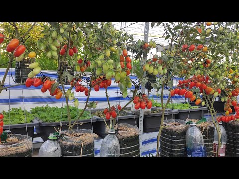 Video Cách trồng cà Chua Bi trong bình 5lít treo ngược ra... - youtube