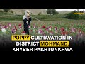 Poppy Cultivation in District Mohmand | KPK | Pakistan