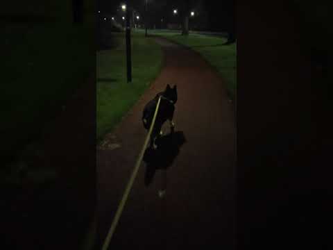 walking with The dog,  at night , Veenendaal,  The Netherlands ????