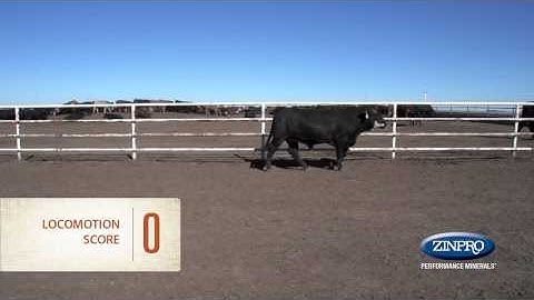 What Does Beef Locomotion Scoring of 0 Look Like?