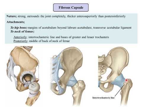 MED Lower Limb Hip Joint 1 