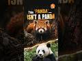 This ‘Panda’ Isn’t Actually a Panda