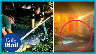Only in Florida! Huge alligator ROARS at Florida cops as they try to wrestle it