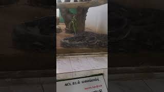 snake #anaconda #anacondasnake #python #snake #vfx