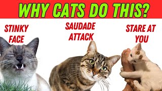 The Meaning Behind 8  Cat Behaviors Explained