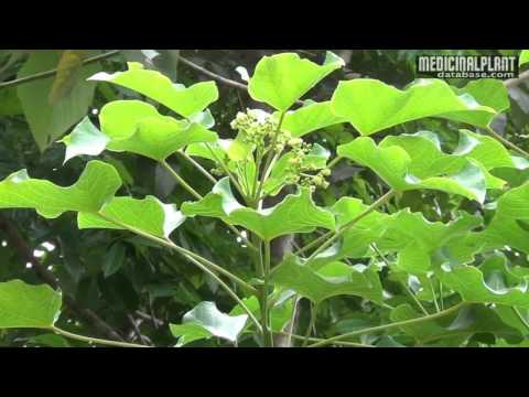 Video: Jatropha Ağacı Bilgisi - Jatropha Bitki Bakımı ve Kullanımları Hakkında Bilgi Edinin