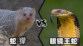蛇獴vs眼镜王蛇，当老蛇克星遇到蛇中之王，谁会笑到最后呢？