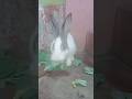 #Rabbit #darshanruchith