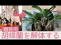 【胡蝶蘭がやってきた】ラッピング取りからの解体と、根っこの整理。