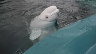 Aquarium Vet Explains Beluga Behaviour