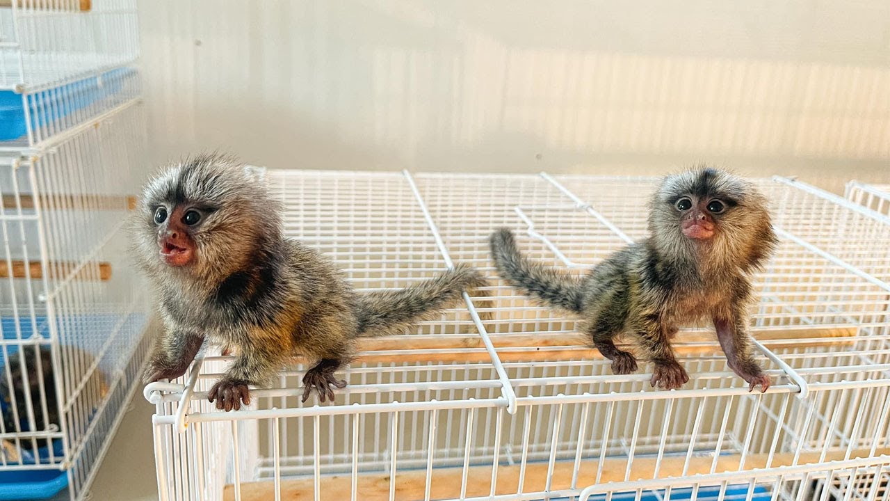 Looking Great Cutest Marmoset Monkey - So Adorable Marmoset