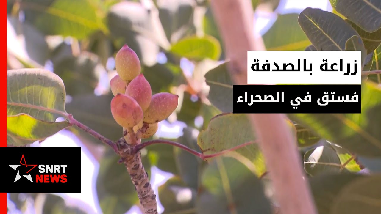 الصدفة تقود إلى زراعة الفستق بالصحراء