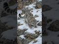 snow leopard chasing Markhor🐆😱 #viral #fbreelsvideo #nature #naturevibes #trending