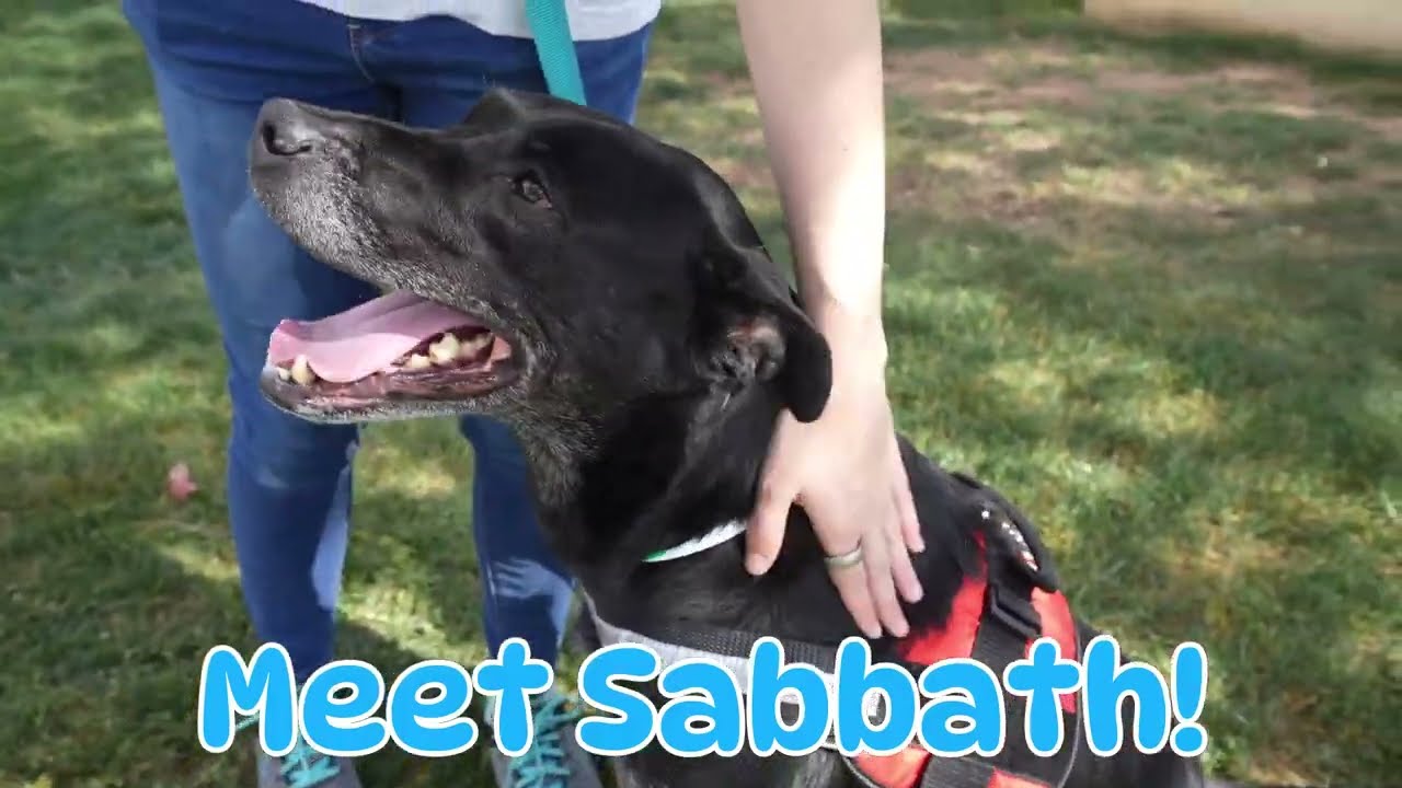 Adoption Diaries - Sabbath Sweet, Shy, Searching for a Family 