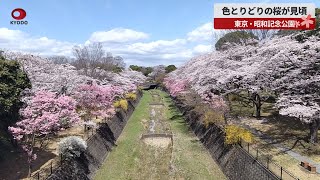色とりどりの桜が見頃 東京・昭和記念公園