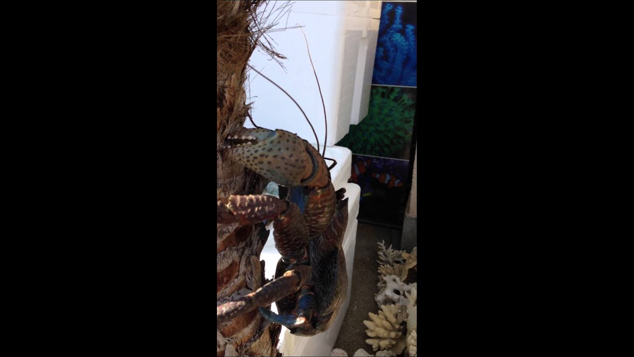 ヤシガニ 沖縄産 ヤシガニ 海水魚ショップ やどかり屋