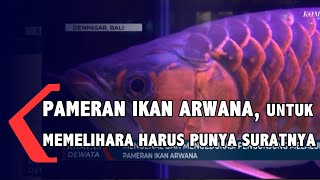 Pameran Ikan Arwana , Mengedukasi Masyarakat Tentang Ikan Arawana