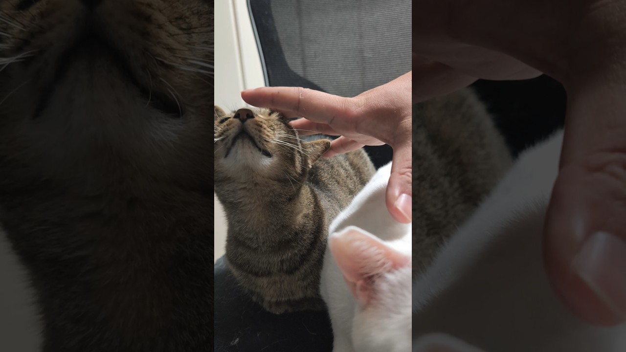 猫セット - YouTube