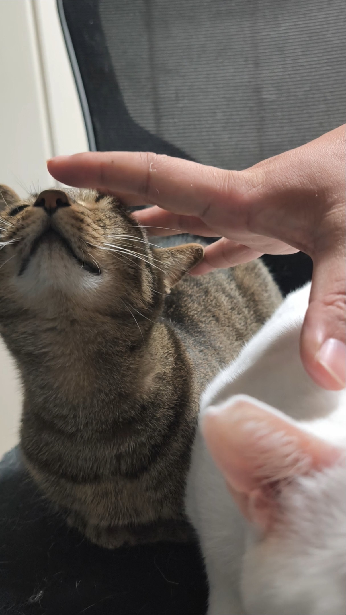 猫セット - YouTube
