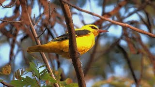 Magnificent Indian Golden Oriole Bird (Haladi Basant) is Singing | Satya Bhanja
